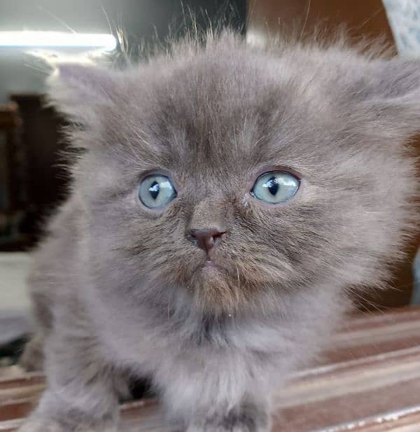 TRIPLE COATED GREY PERSIAN KITTENS FOR SALE 8