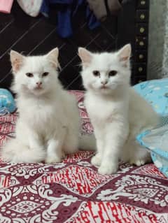 Persian cat wite colour 3 month baby pair he