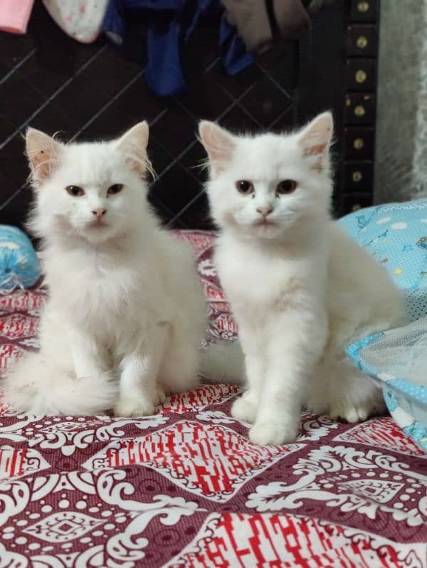 Persian cat wite colour 3 month baby pair he 0