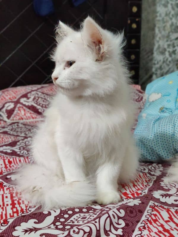 Persian cat wite colour 3 month baby pair he 1