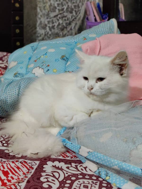 Persian cat wite colour 3 month baby pair he 2