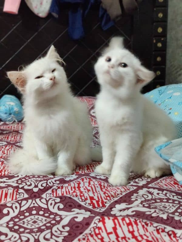 Persian cat wite colour 3 month baby pair he 3