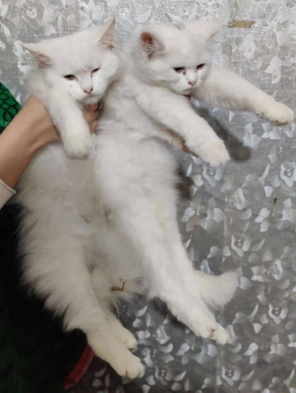 Persian cat wite colour 3 month baby pair he 4