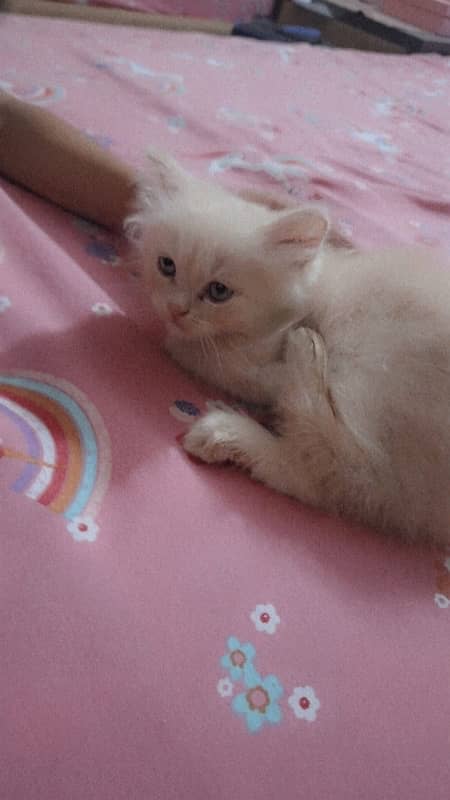 Persian kitten cat 4 months 4