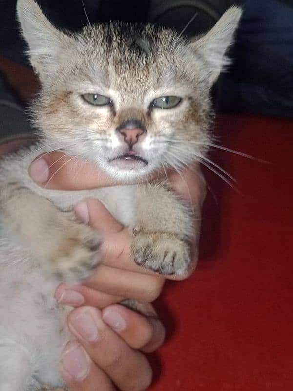 "Persian Cat for Sale" 4