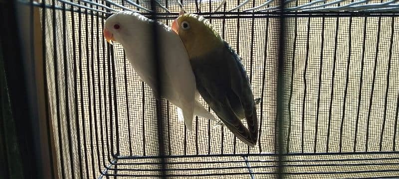 Albino red eyes x parblue opline split ino pair age 5 months 0