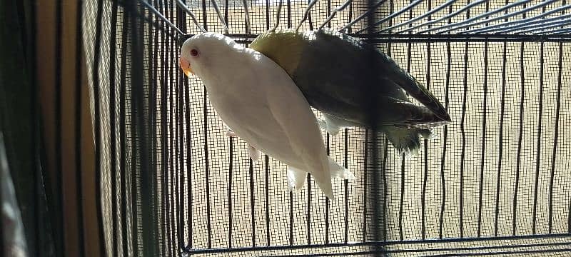 Albino red eyes x parblue opline split ino pair age 5 months 1