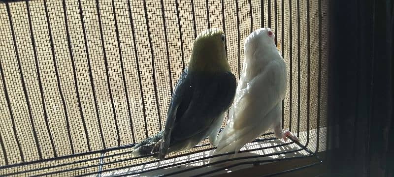 Albino red eyes x parblue opline split ino pair age 5 months 3