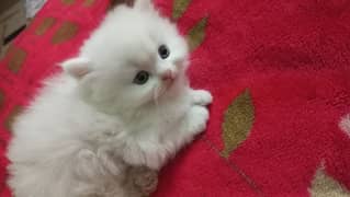 3 persian kittens for sale