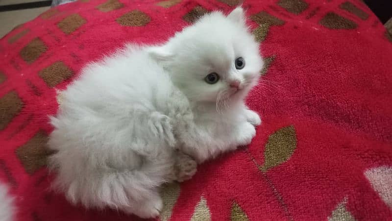 3 persian kittens for sale 1