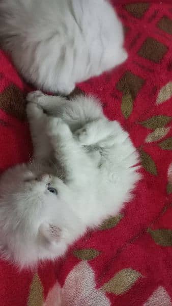 3 persian kittens for sale 2