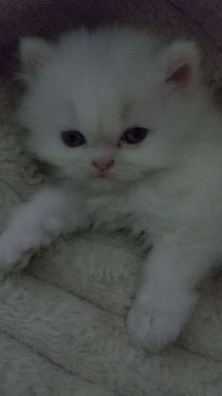 3 persian kittens for sale 3