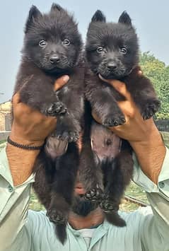 Black GSD long coat pair for sale