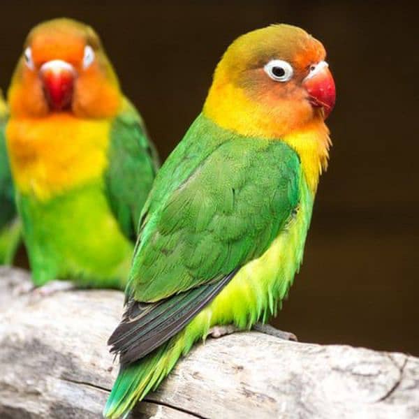 lovebird for sale 1