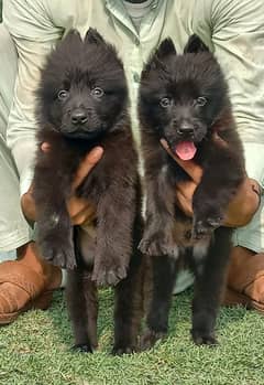 top quality gsd proper long coat pair pappy available for sale