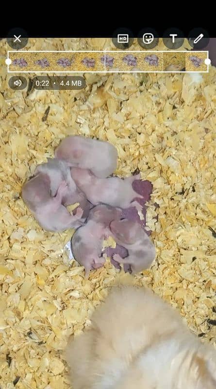 Hamster babies avaible for sale adult hamsters aslo avaible 0