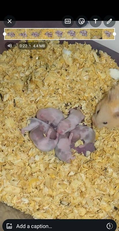 Hamster babies avaible for sale adult hamsters aslo avaible 1