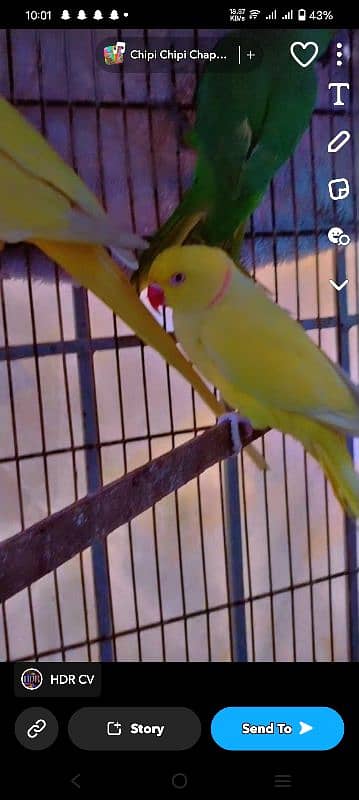 Adult yellow ringneck 0