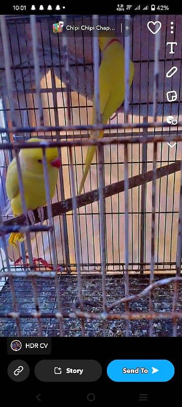 Adult yellow ringneck 2