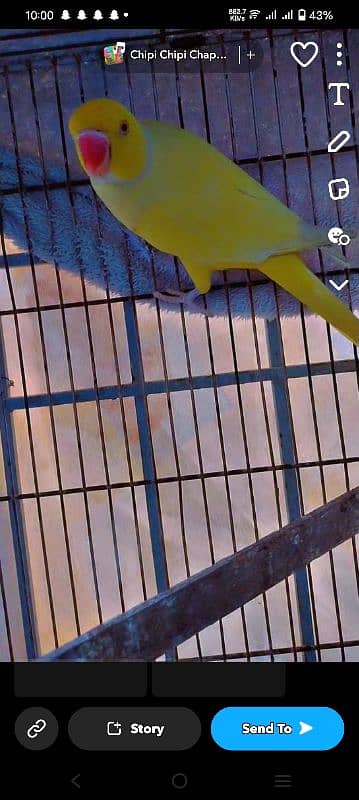 Adult yellow ringneck 3