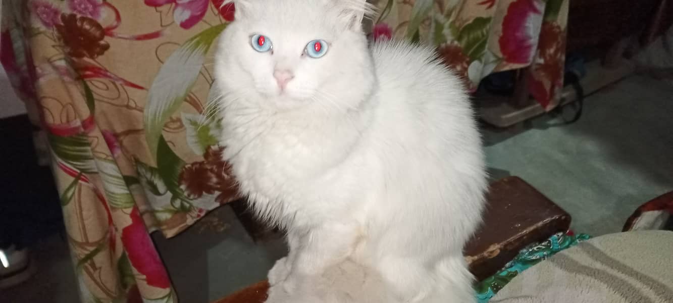 Persian House Cat for sale 4