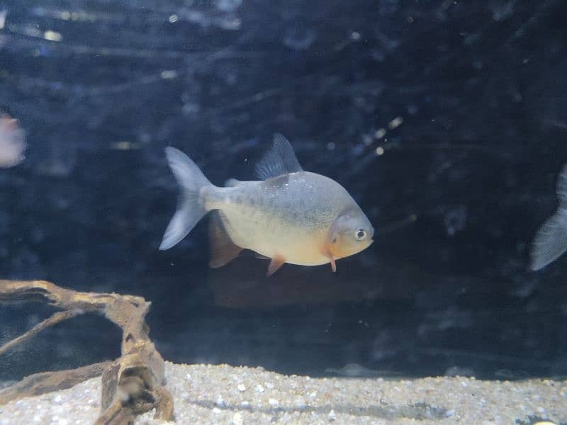 Red Belly Pacu 1