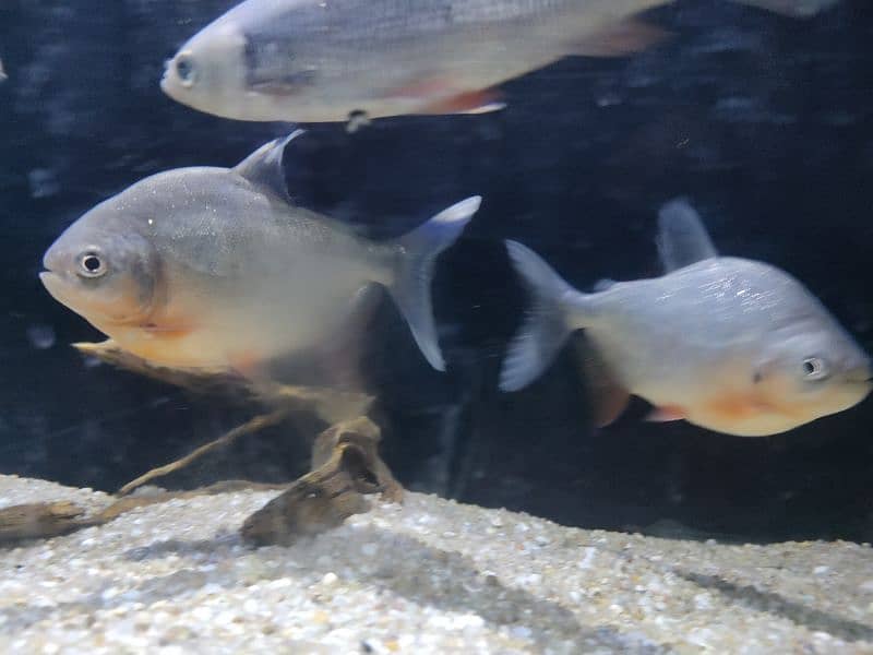 Red Belly Pacu 2