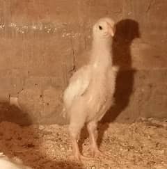 White Shamo Pair/Aseel Shamo chicks /king size/ pure /high quality