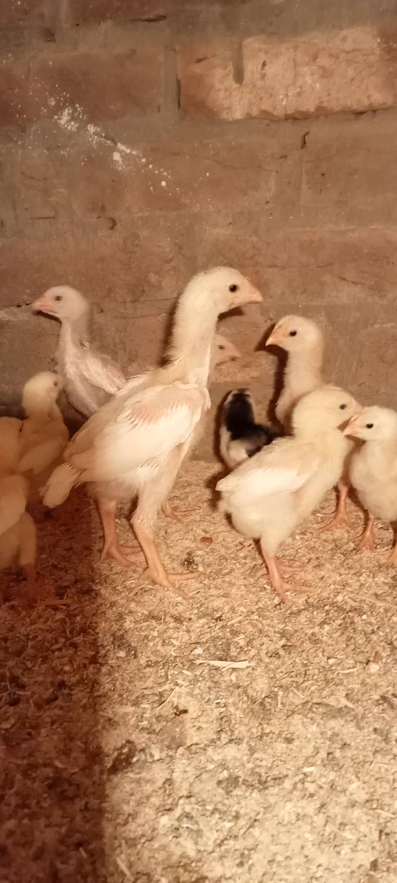 White Shamo Pair/Aseel Shamo chicks /king size/ pure /high quality 1