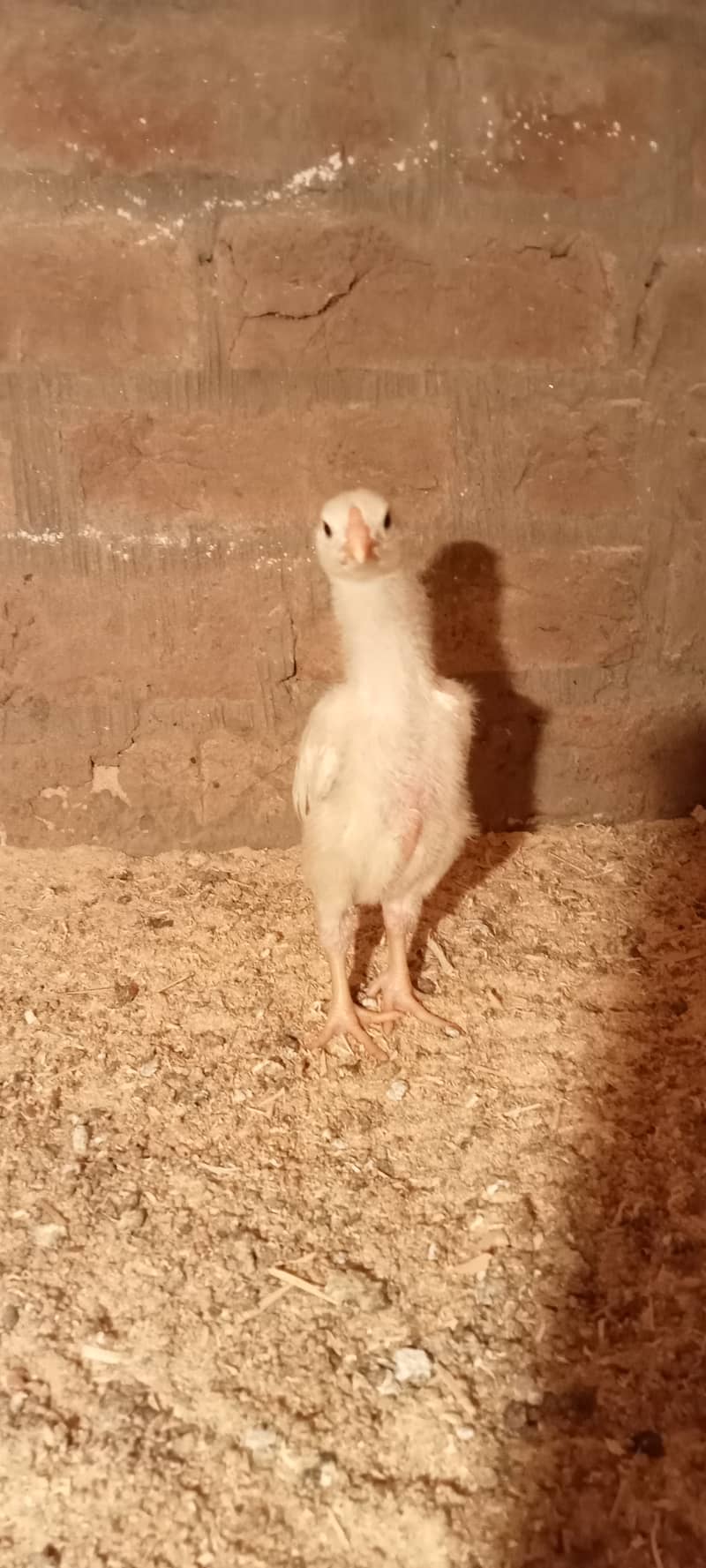 White Shamo Pair/Aseel Shamo chicks /king size/ pure /high quality 2