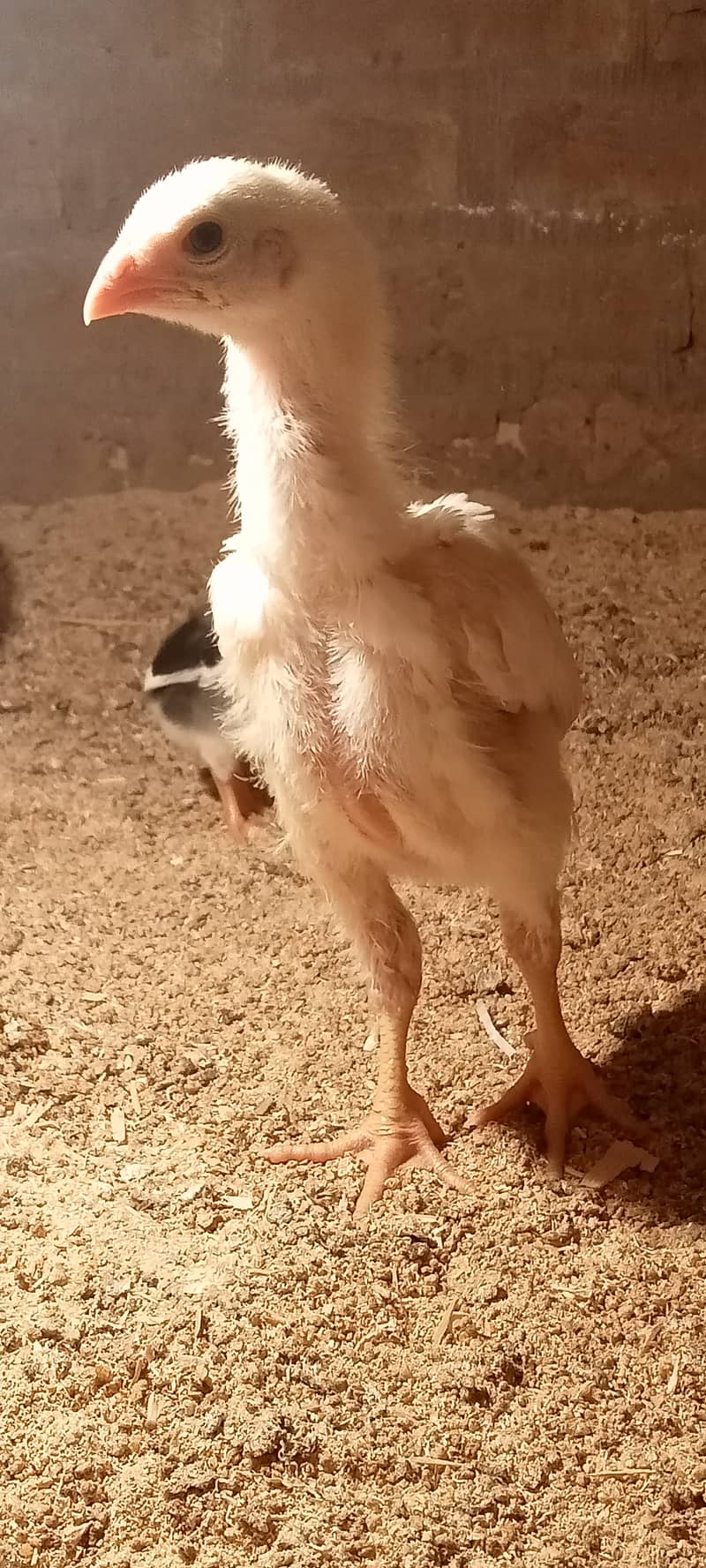 White Shamo Pair/Aseel Shamo chicks /king size/ pure /high quality 3