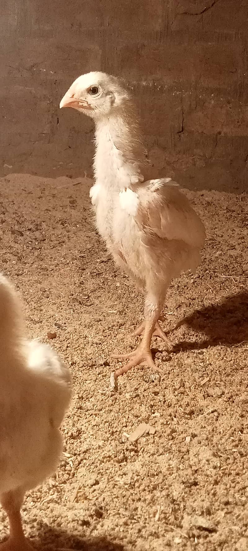 White Shamo Pair/Aseel Shamo chicks /king size/ pure /high quality 4