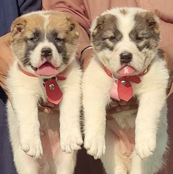 top quality afghan kuchi alabai pair puppies available for sale 1