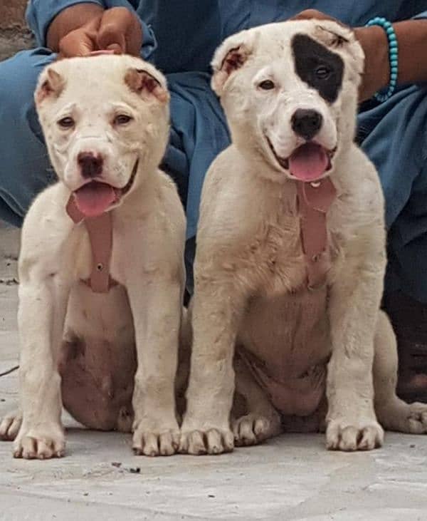 top quality afghan kuchi alabai pair puppies available for sale 2