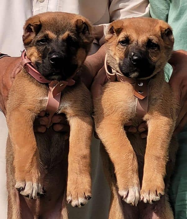 top quality afghan kuchi alabai pair puppies available for sale 3