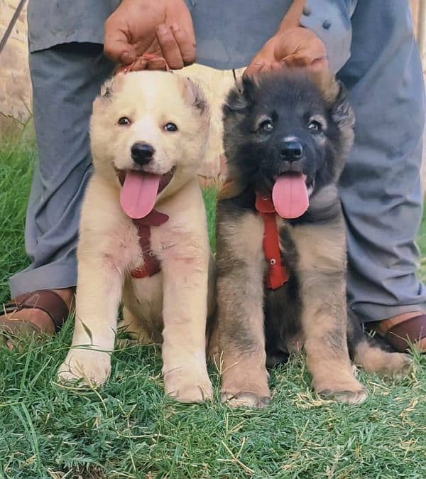 top quality afghan kuchi alabai pair puppies available for sale 5