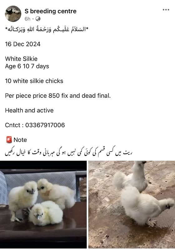 White Silkie buff Chicks  Available 2