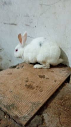 rabbits for sale