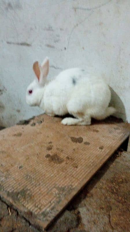 rabbits pairs  for sale 0