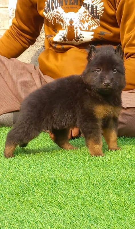 top quality gsd proper long coat male pappy available for sale 0