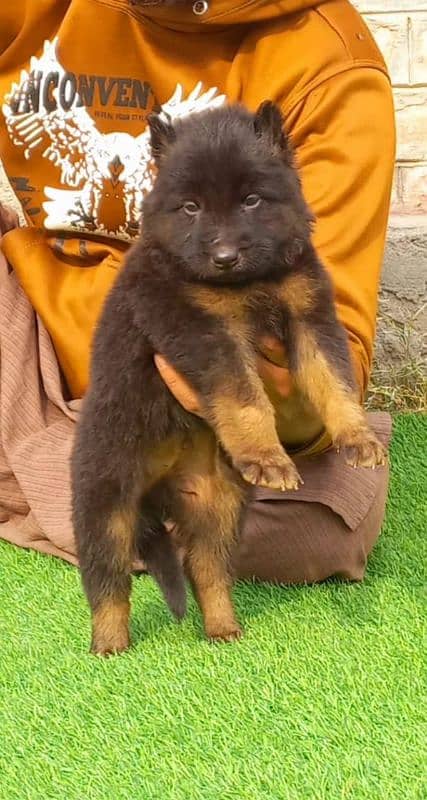 top quality gsd proper long coat male pappy available for sale 1