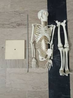 human skeleton