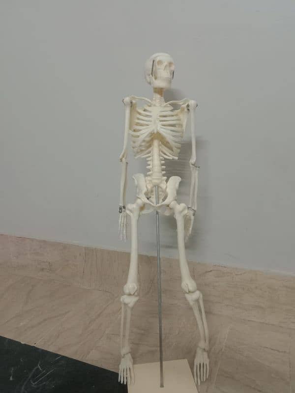 human skeleton 2