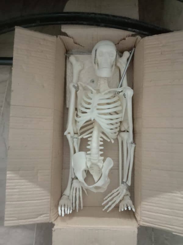 human skeleton 3