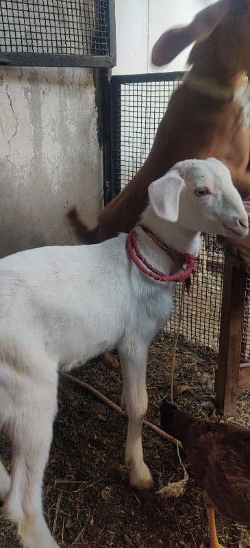 Male & Female Goat Pair For Sale 0