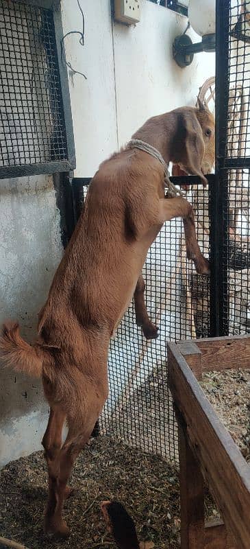 Male & Female Goat Pair For Sale 1