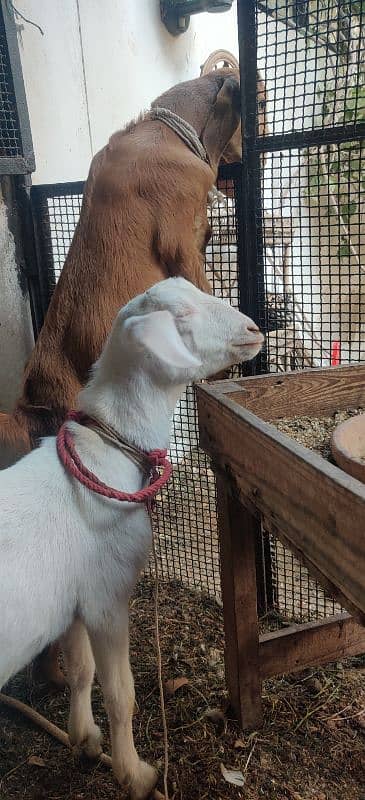 Male & Female Goat Pair For Sale 2