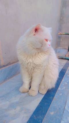 Persian cat healthy and active trained vaccinated 7months only