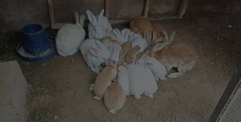 newzeland bunny available 0