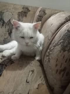 Male cat Available for mating ready to breed 500 rs charge